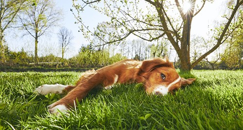 Dog in the shade of a tree